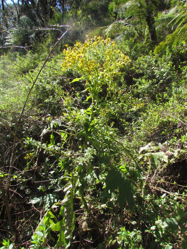 Senecio stigophlebius (9)