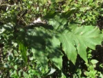 Senecio stigophlebius (6)