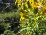 Senecio stigophlebius (5)
