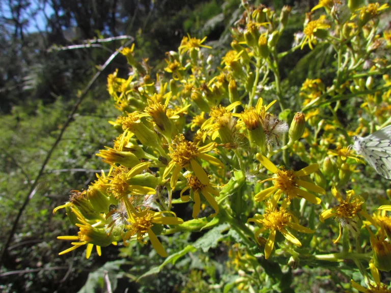 Senecio stigophlebius (3)