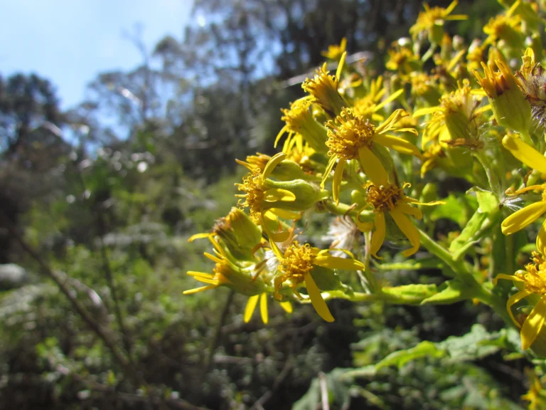 Senecio stigophlebius (4)