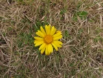 Senecio selloi (11)