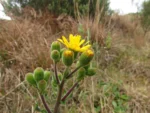 Senecio selloi (4)