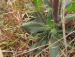 Senecio selloi (5)