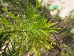 Senecio platensis (10)