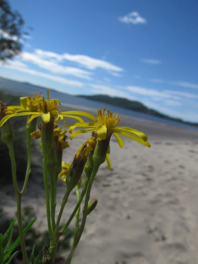 Senecio platensis (8)