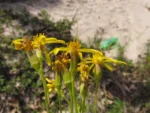 Senecio platensis (9)