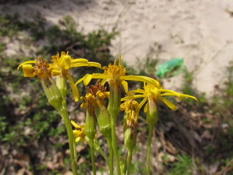 Senecio platensis (9)