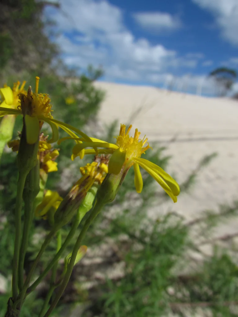 Senecio platensis (7)