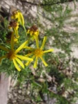 Senecio platensis (5)
