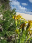 Senecio platensis (6)