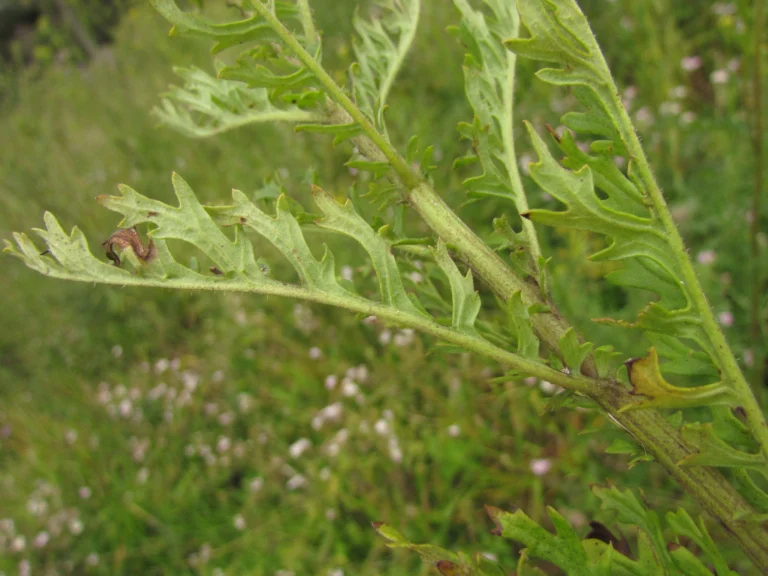 Senecio paulensis (12)