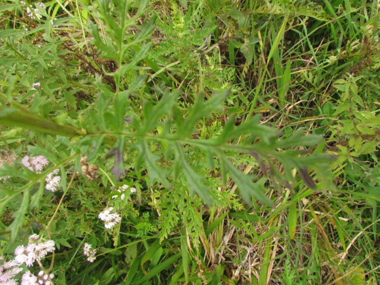 Senecio paulensis (9)