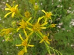 Senecio paulensis (5)
