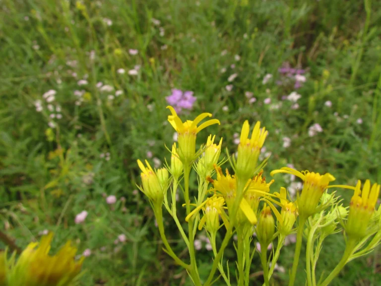 Senecio paulensis (6)