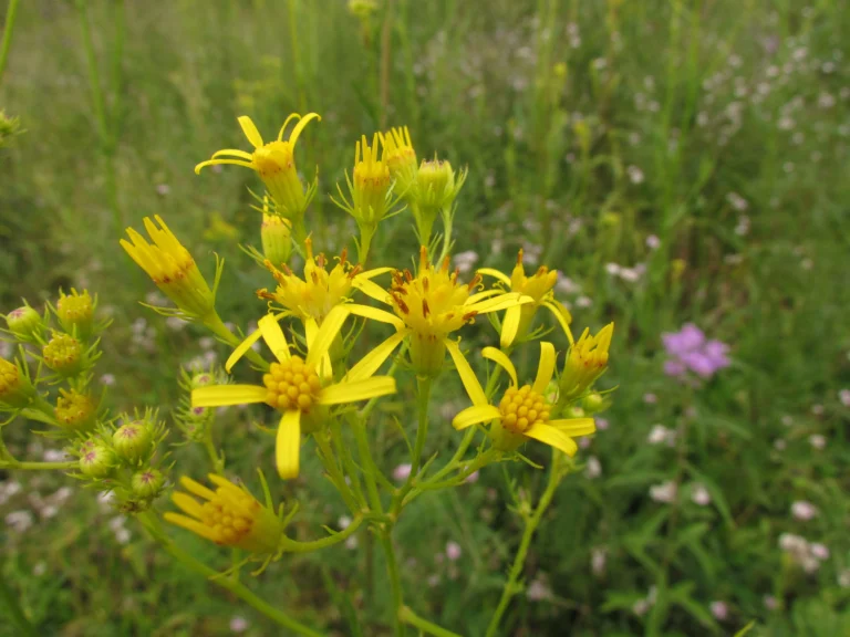 Senecio paulensis (3)