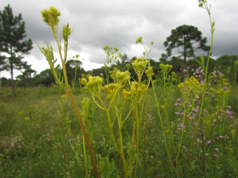 Senecio paulensis (2)