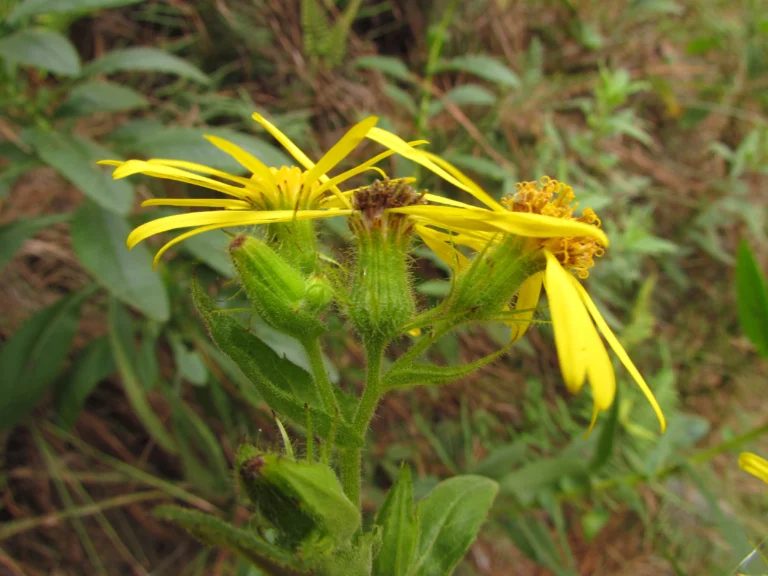 Senecio oleosus (9)