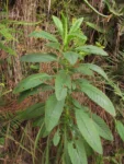 Senecio oleosus (7)