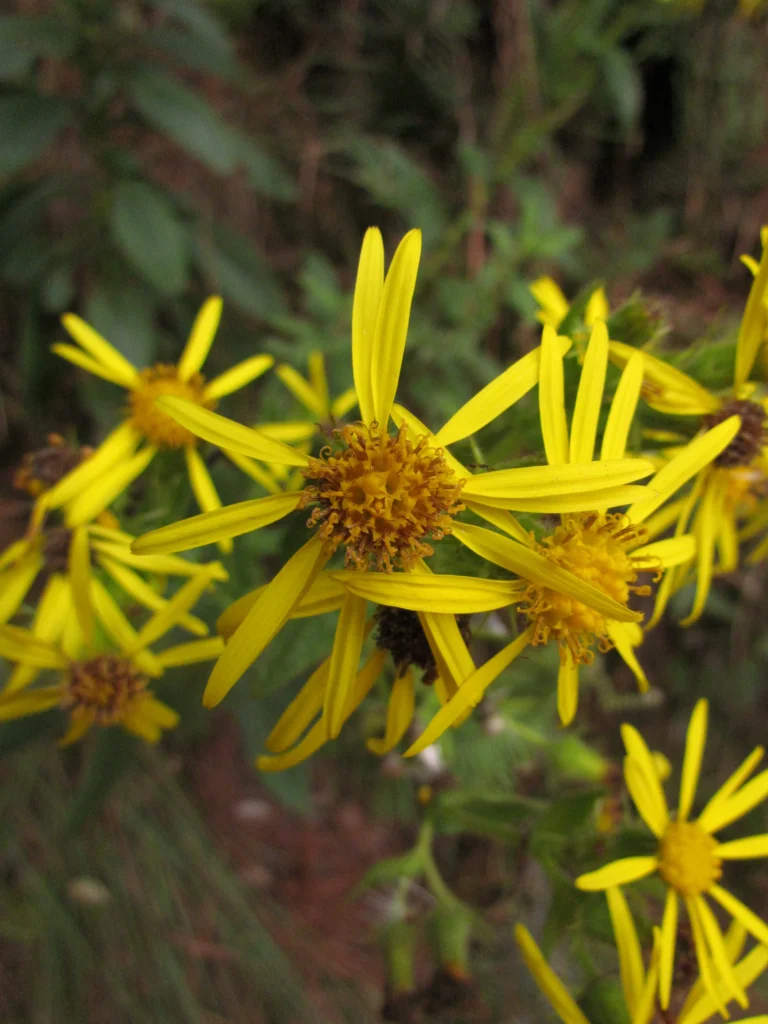 Senecio oleosus (6)