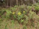 Senecio oleosus (3)
