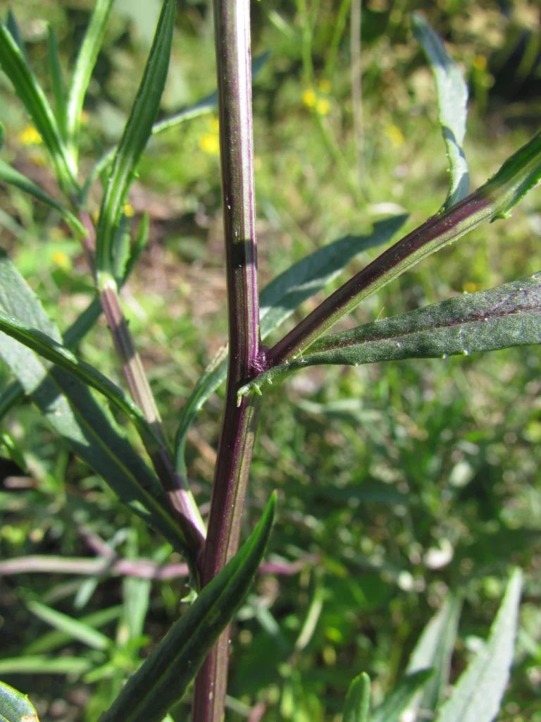 Senecio madagascariensis (8)