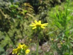 Senecio madagascariensis (5)