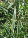 Senecio madagascariensis (6)