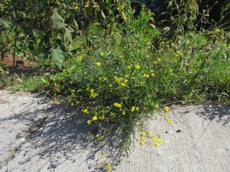 Senecio madagascariensis (1)