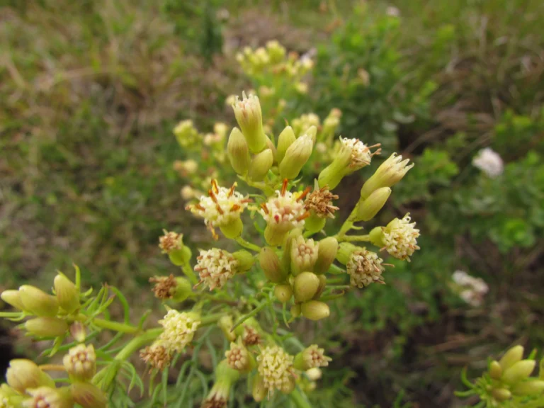 Senecio leptoschyzus (8)