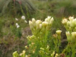 Senecio leptoschyzus (5)