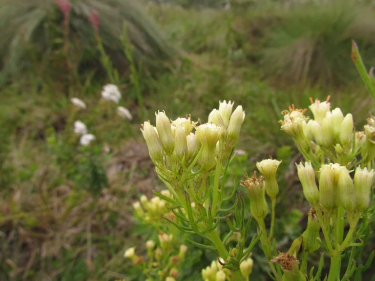 Senecio leptoschyzus (4)