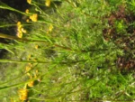 Senecio leptolobus (13)