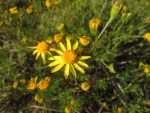 Senecio leptolobus (11)