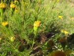 Senecio leptolobus (12)