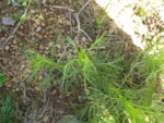 Senecio leptolobus (6)