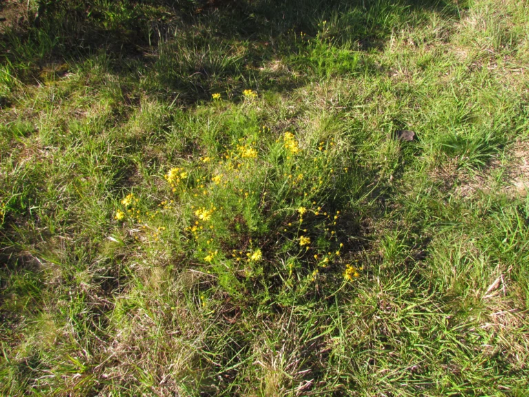 Senecio leptolobus (7)
