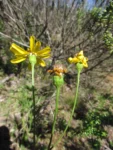 Senecio leptolobus (4)
