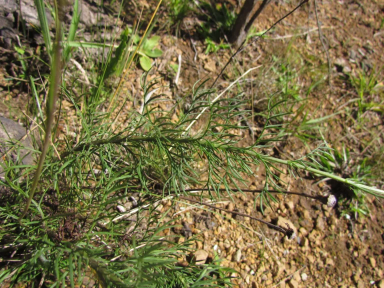 Senecio leptolobus (5)