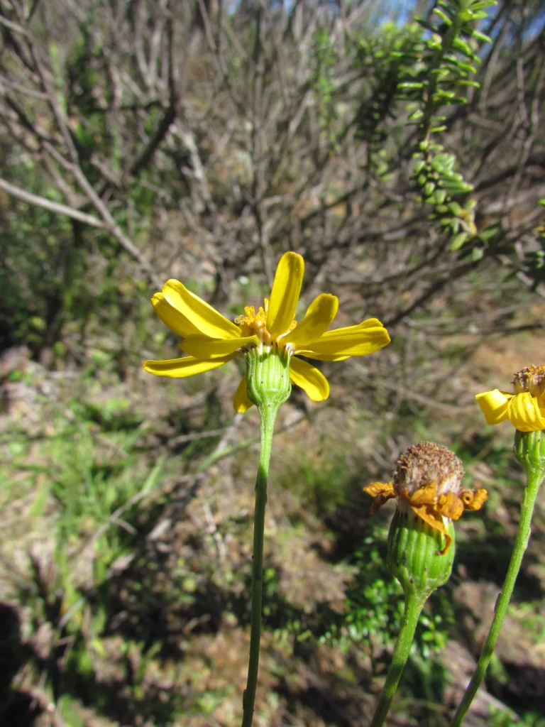 Senecio leptolobus (3)