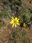 Senecio leptolobus (2)