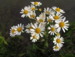 Senecio juergensii (14)