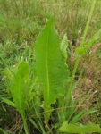 Senecio juergensii (9)