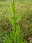Senecio juergensii (5)