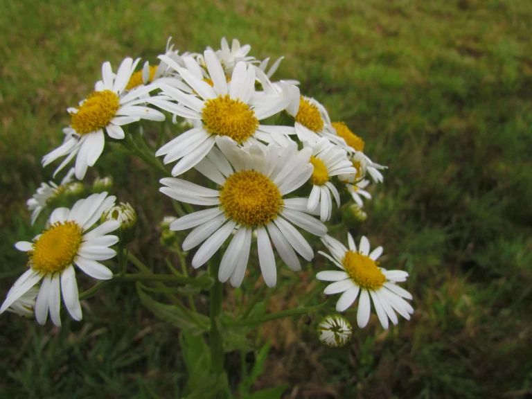 Senecio juergensii (7)