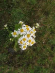 Senecio juergensii (2)