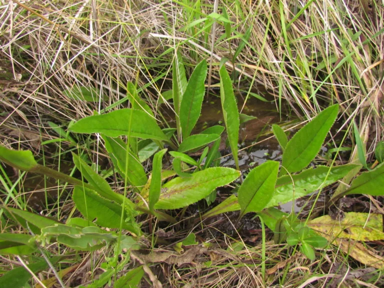 Senecio icoglossus (32)