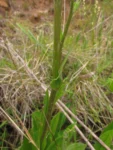 Senecio icoglossus (30)