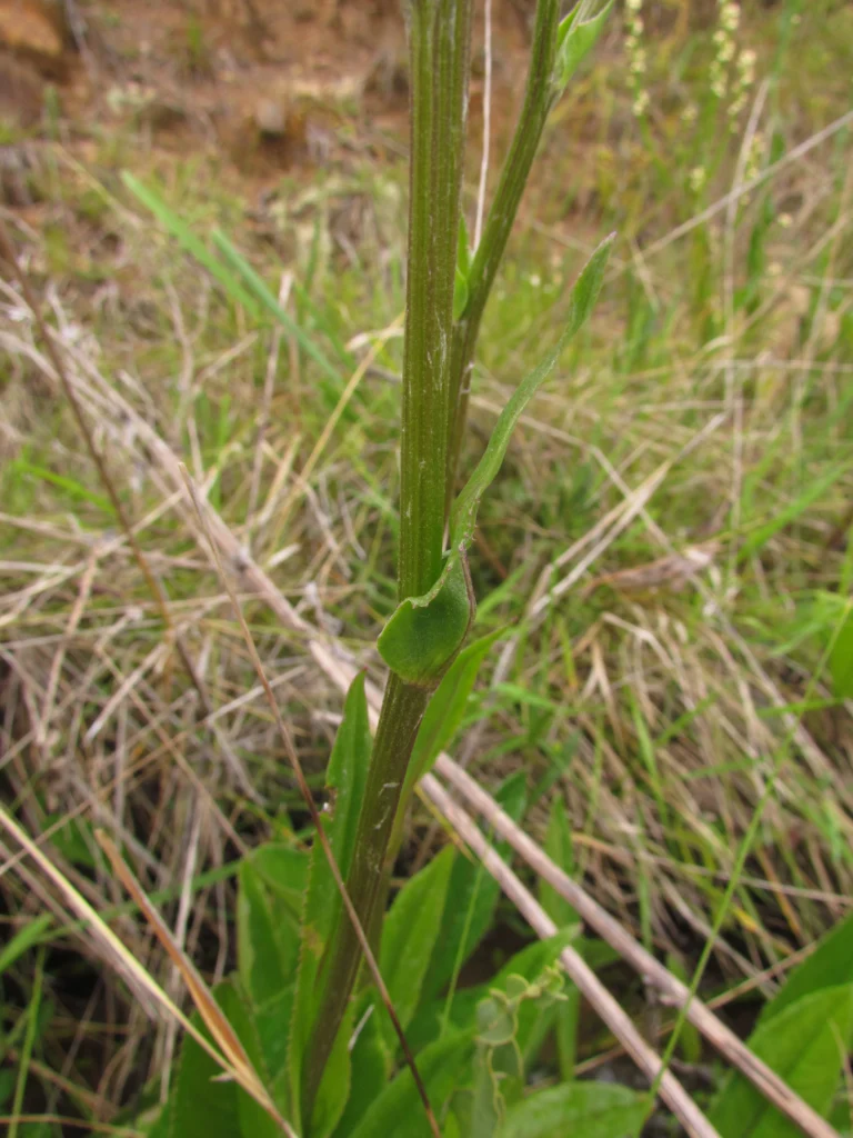 Senecio icoglossus (30)
