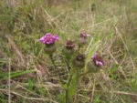 Senecio icoglossus (31)